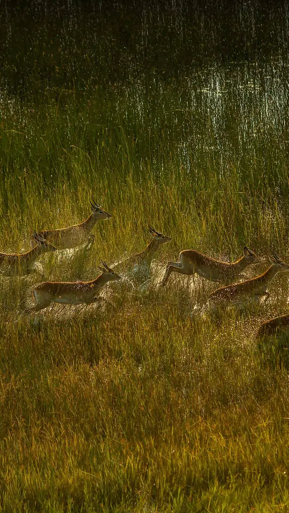 湿原を横切るリーチュエの群れ