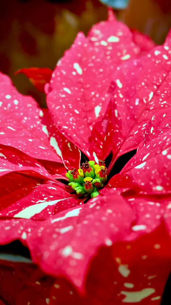 Spotted poinsettia
