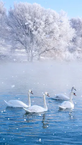 冬季仙境中的精灵