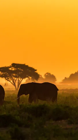 今日は世界ゾウの日