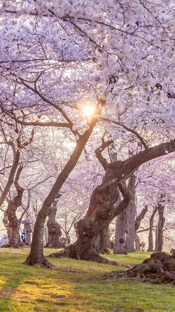 Los &aacute;rboles de la primavera