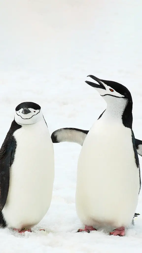 Questi pinguini hanno qualcosa da dire!