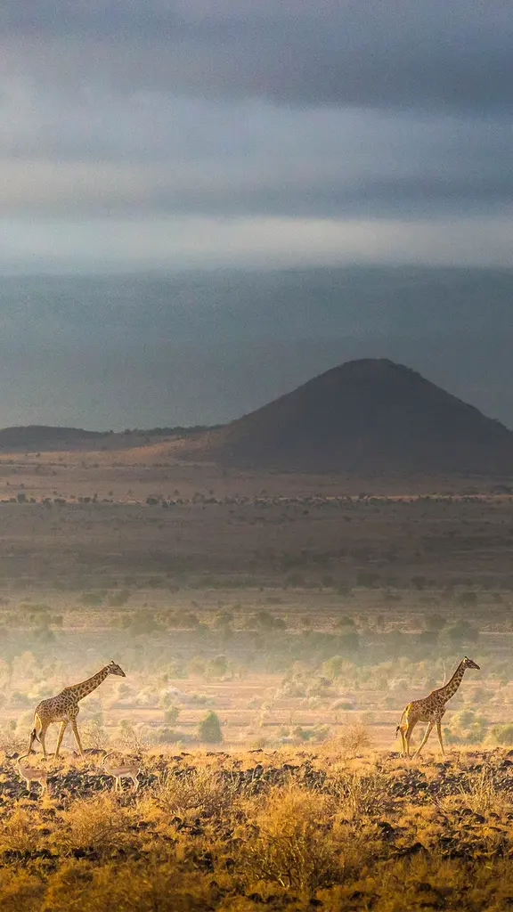 A vida selvagem na natureza