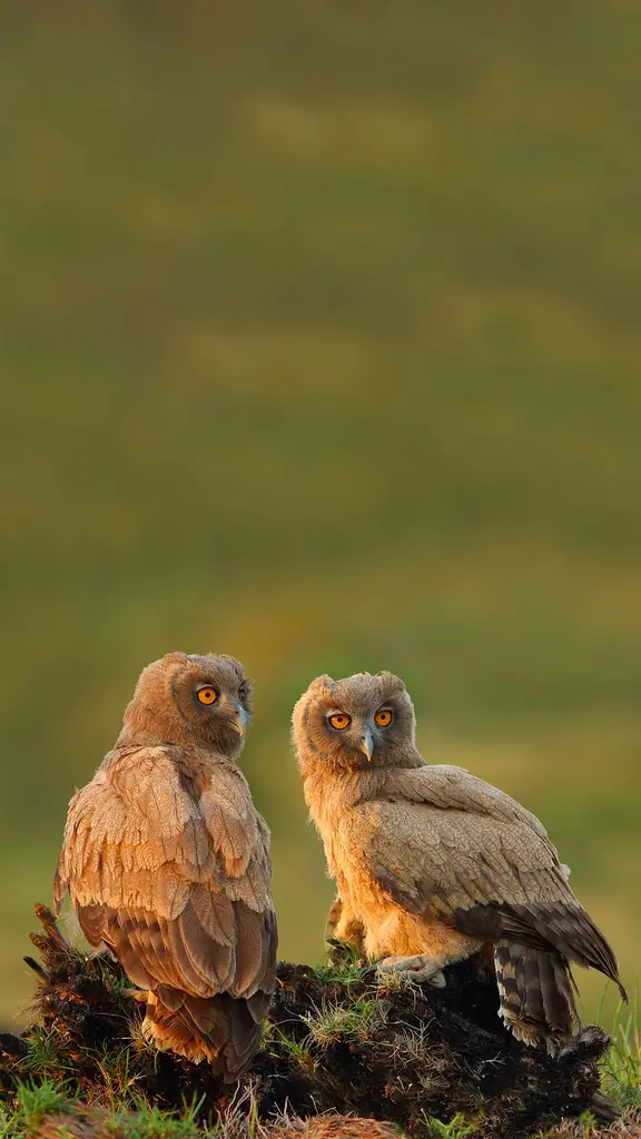 Bien est&aacute; el p&aacute;jaro en su nido