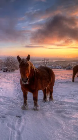 Des chevaux et des hommes