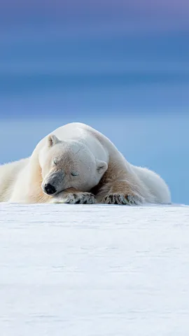 在北极附近打盹