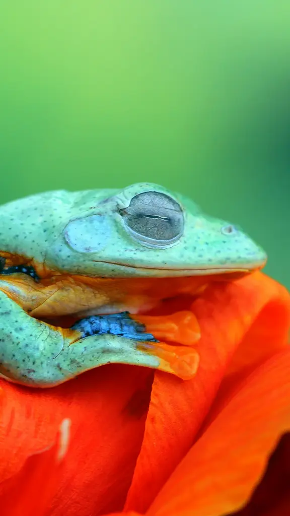 一只青翠碧绿的蛙