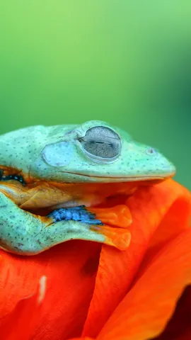 一只青翠碧绿的蛙