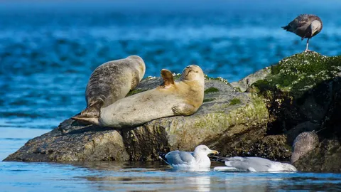 Harbour seals at Robert Moses State Park, Long Island, New York, United States