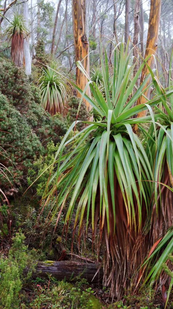 タスマニア固有のユニークな植物
