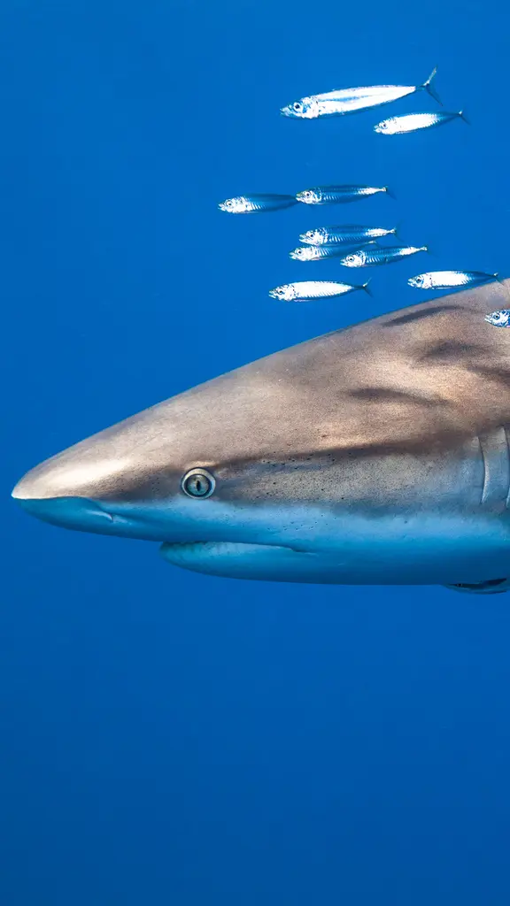 D&iacute;a de la conciencia por los tiburones