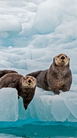 Warmes Herz in eisigen K&uuml;sten