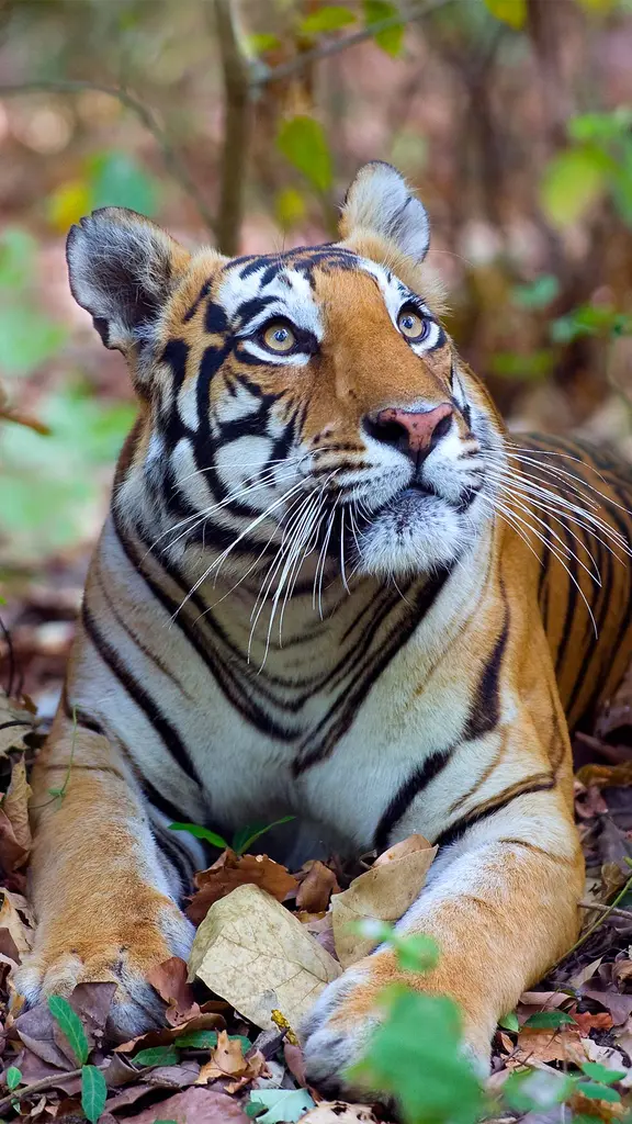 Female Bengal tiger, Kanha National Park, India