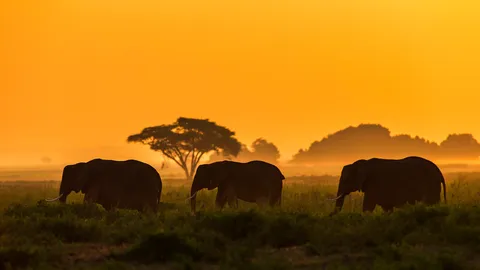 今日は世界ゾウの日