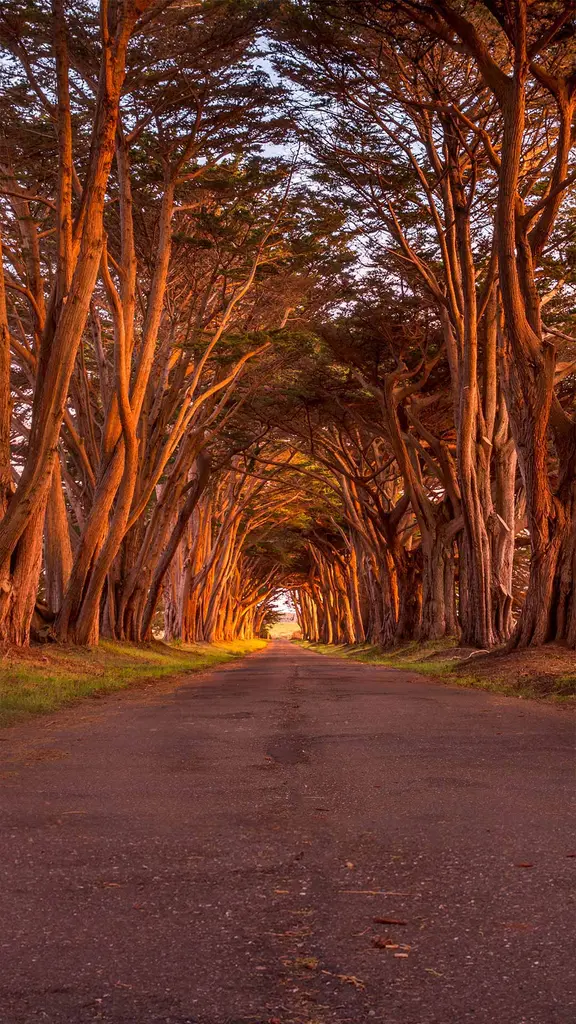 雷斯岬国家海岸公园里的柏树隧道，美国加利福尼亚州