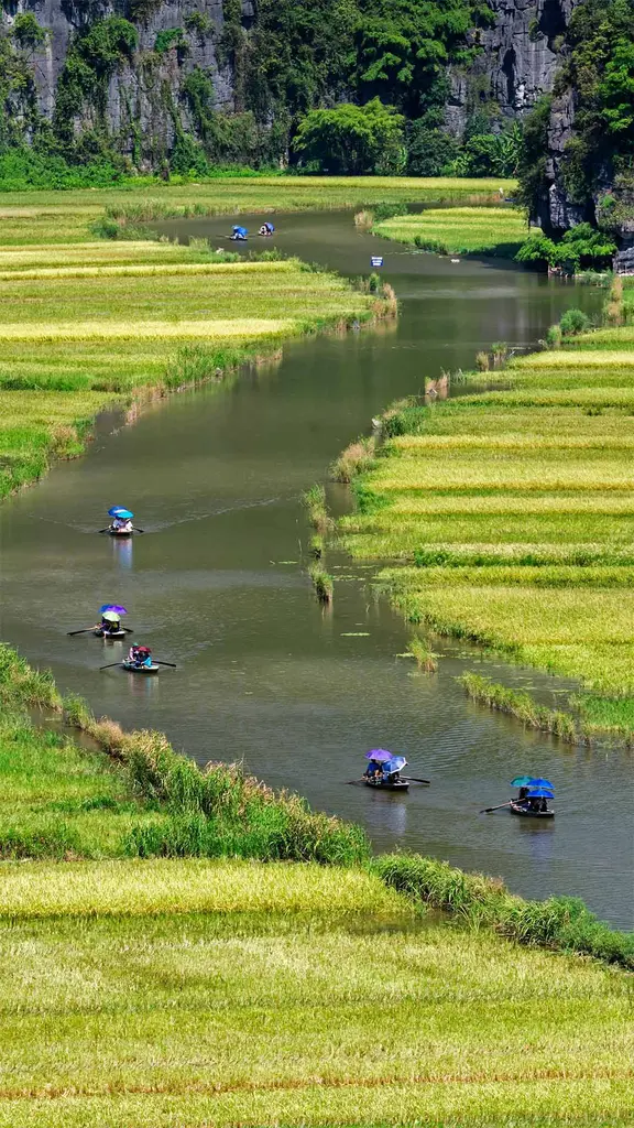 Ngo Dong河两岸的稻田美景，越南宁平省