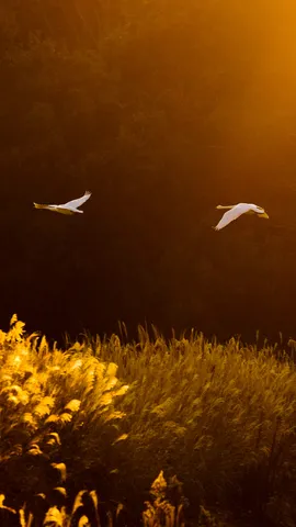 Whooper swans, Kotoku Pond, Japan