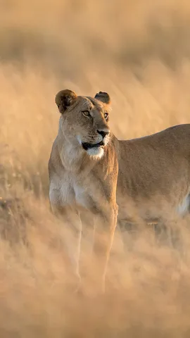 今日は世界ライオンの日