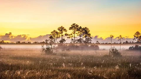 Spider webs in Everglades National Park, Florida, United Sates