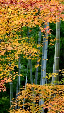 Colourful maple leaves and bamboo forest in Arashiyama, Kyoto, Japan