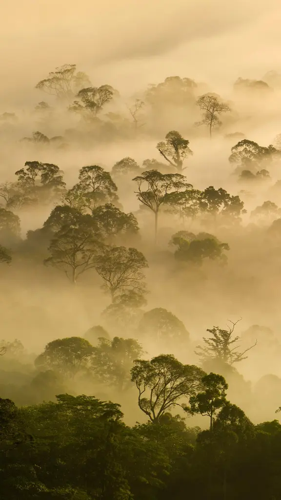 &iexcl;Vivan los &aacute;rboles!