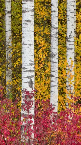 Fall's flaming colours