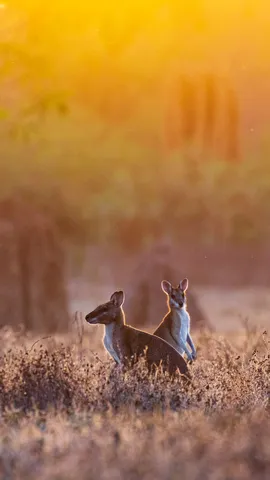 小形のカンガルー