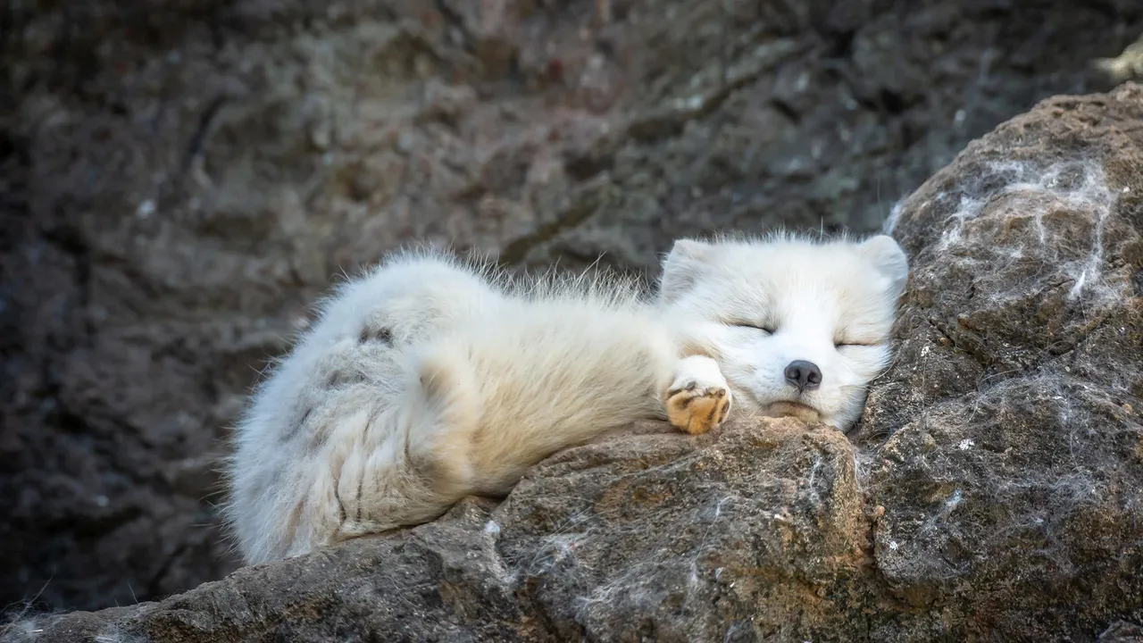 Arctic fox sleeping
