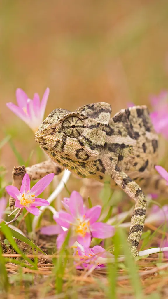 Le ma&icirc;tre du camouflage