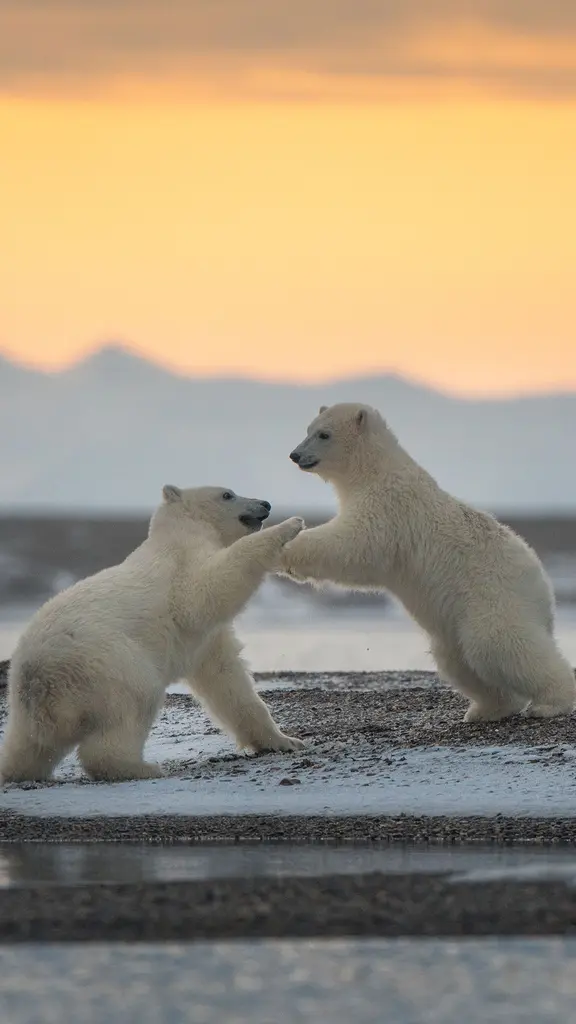 Um dia gelado para brincar