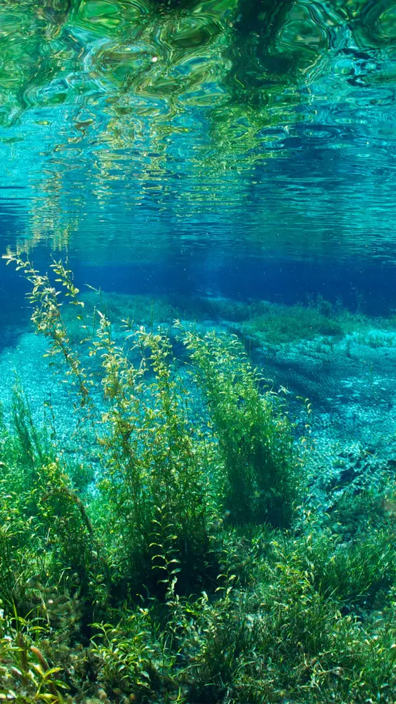 The clear embrace of Rainbow River