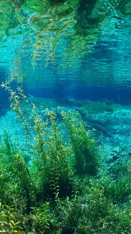 The clear embrace of Rainbow River