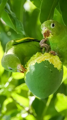 Yellow-chevroned parakeets in a mango tree, Pantanal, Brazil