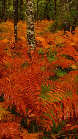 亡灵节上点缀公墓的万寿菊，墨西哥米却肯州