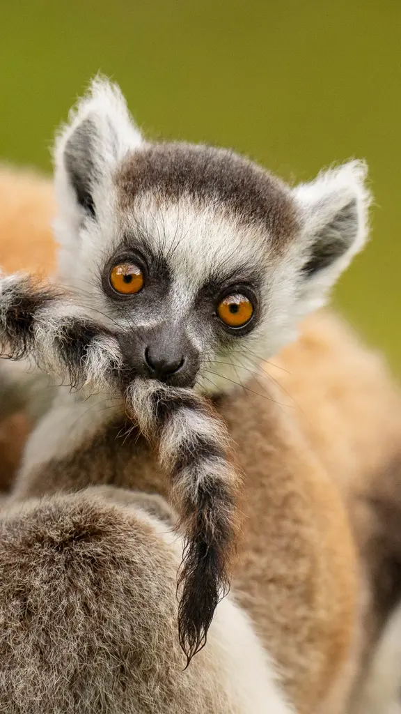 Ein pelziger Geselle