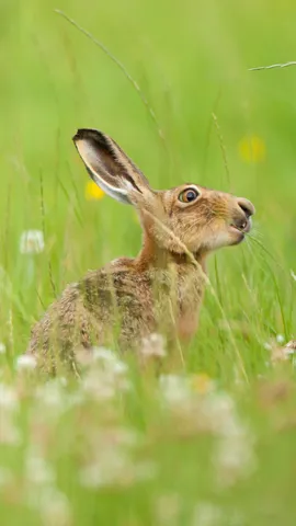 Have you been 'hare' before?