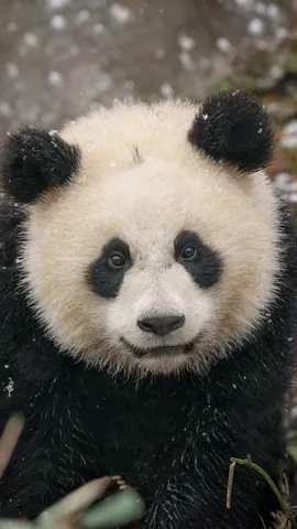 Back to black ... and white