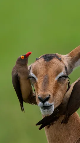 红嘴牛椋鸟和高角羚， 南非姆普马兰加省