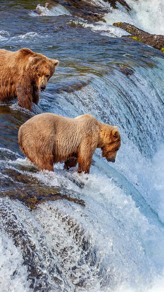 Time for self-serve salmon