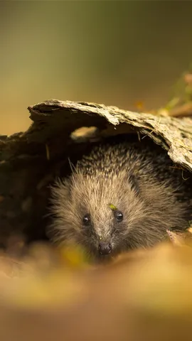 樹皮の中に隠れるハリネズミ