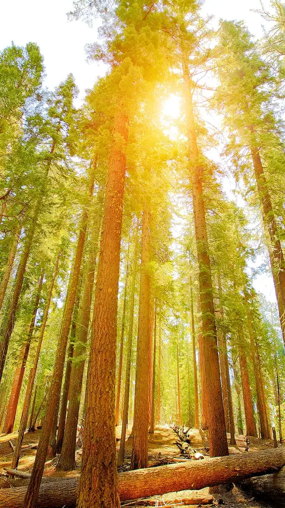 温暖的阳光穿过古老森林