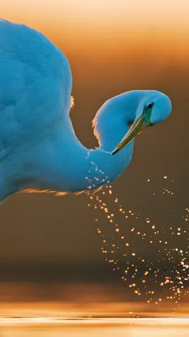 Majest&auml;t in Wei&szlig;