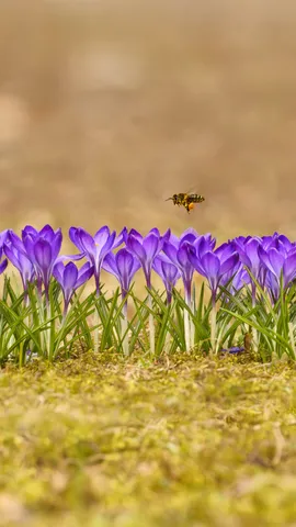 谢谢你们，小蜜蜂！
