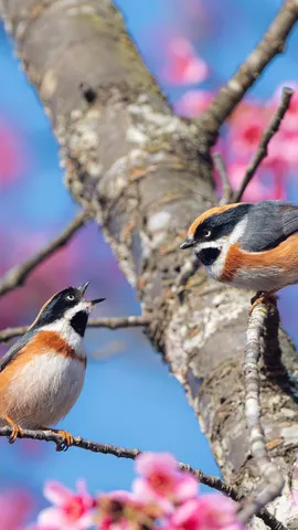 春光明媚的日子