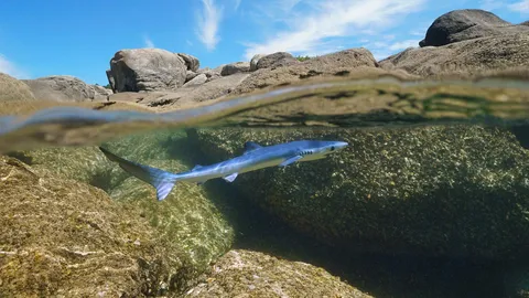 Chasing waves, making tides