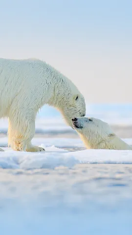 Um pr&oacute;spero Ano-Novo