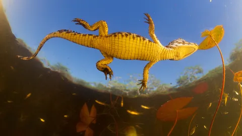 Lentes para um mergulho especial