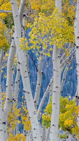 Aspen trees during autumn, Fishlake National Forest, Utah, United States