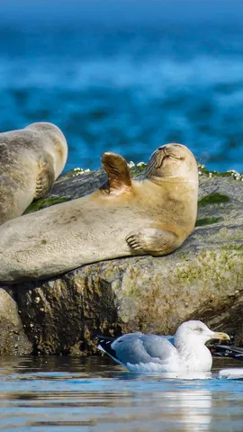 Harbour seals at Robert Moses State Park, Long Island, New York, United States