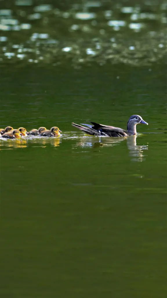 这节游泳课进行得很顺利